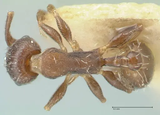 Temnothorax striatulus specimen FOCOL2038 image focol2038_1