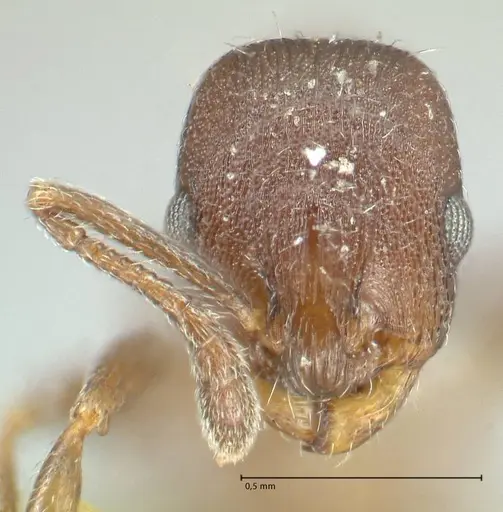 Temnothorax striatulus specimen FOCOL2038 image focol2038_2