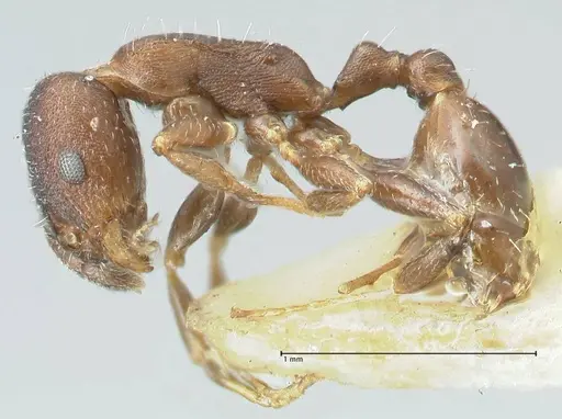 Temnothorax striatulus specimen FOCOL2038 image focol2038_3