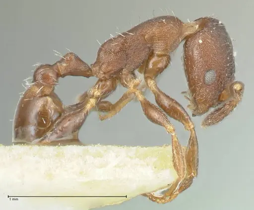 Temnothorax striatulus specimen FOCOL2038 image focol2038_4