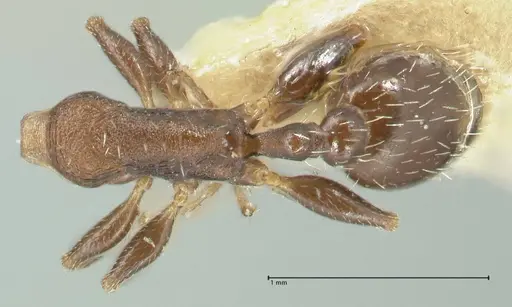 Temnothorax striatulus specimen FOCOL2039 image focol2039_1