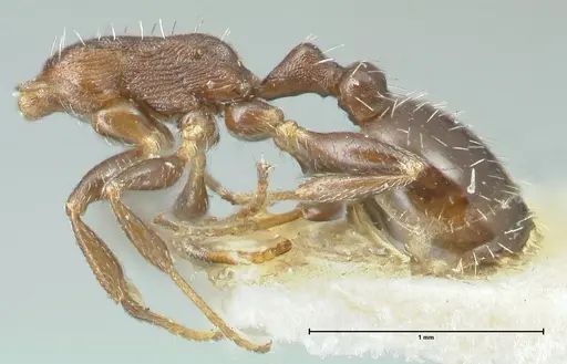 Temnothorax striatulus specimen FOCOL2039 image focol2039_2