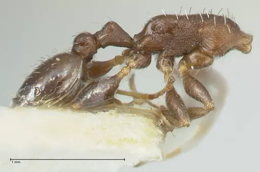 Temnothorax striatulus specimen FOCOL2039 image focol2039_3
