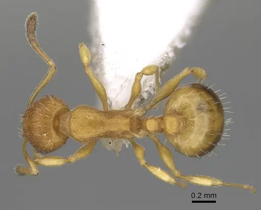 Temnothorax strymonensis specimen CASENT0922407 image casent0922407_1