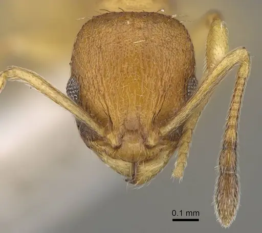 Temnothorax strymonensis specimen CASENT0922407 image casent0922407_2