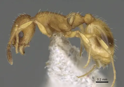 Temnothorax strymonensis specimen CASENT0922407 image casent0922407_3