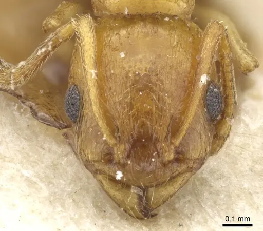 Temnothorax subcingulatus specimen CASENT0904754 image casent0904754_2