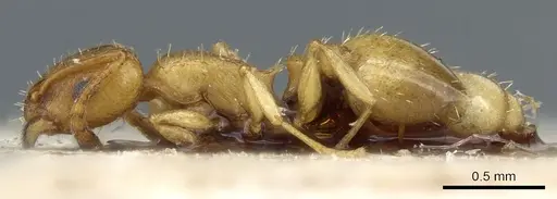 Temnothorax subcingulatus specimen CASENT0904754 image casent0904754_3
