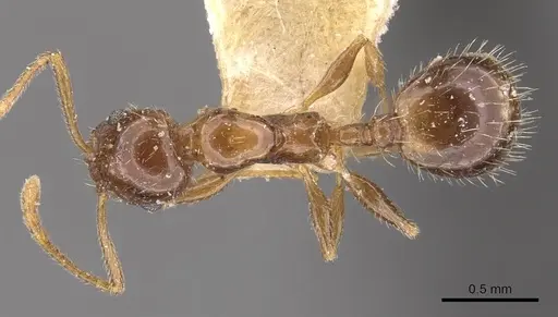 Temnothorax suberis specimen CASENT0909063 image casent0909063_1