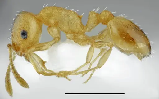 Temnothorax subtilis specimen CASENT0763867 image casent0763867_1