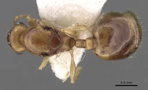 Temnothorax subtilis specimen CASENT0906008 image casent0906008_1
