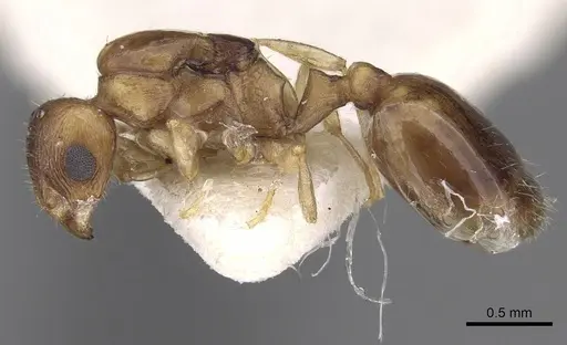 Temnothorax subtilis specimen CASENT0906008 image casent0906008_3