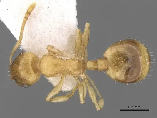 Temnothorax subtilis specimen CASENT0906009 image casent0906009_1