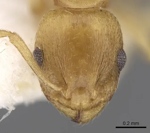 Temnothorax subtilis specimen CASENT0906009 image casent0906009_2