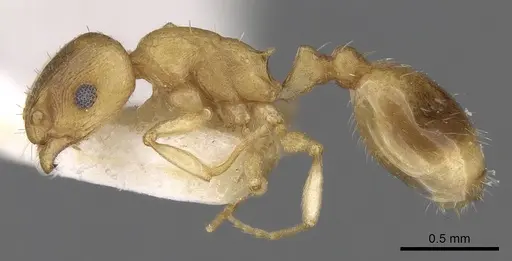 Temnothorax subtilis specimen CASENT0906009 image casent0906009_3