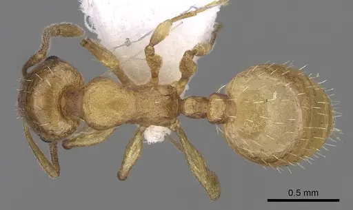 Temnothorax subtilis specimen CASENT0906010 image casent0906010_1