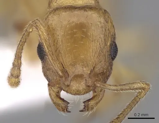 Temnothorax subtilis specimen CASENT0906010 image casent0906010_2