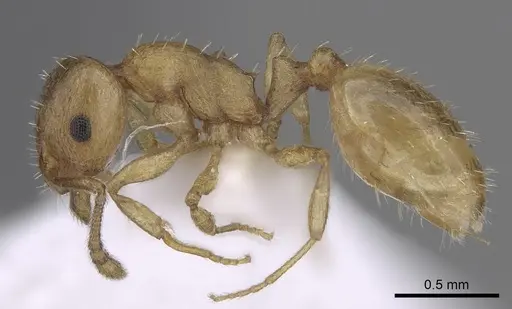 Temnothorax subtilis specimen CASENT0906010 image casent0906010_3