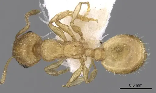 Temnothorax subtilis specimen CASENT0906012 image casent0906012_1