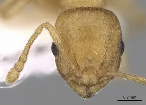 Temnothorax subtilis specimen CASENT0906012 image casent0906012_2