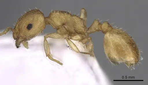 Temnothorax subtilis specimen CASENT0906012 image casent0906012_3