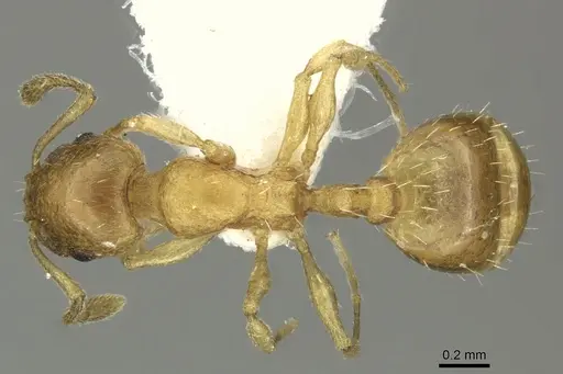 Temnothorax subtilis specimen CASENT0906697 image casent0906697_1