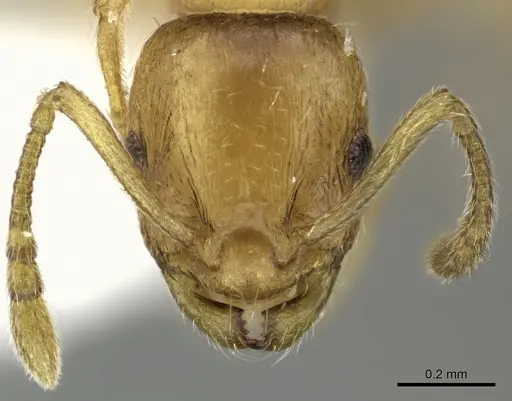 Temnothorax subtilis specimen CASENT0906697 image casent0906697_2