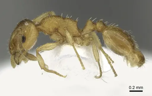 Temnothorax subtilis specimen CASENT0906697 image casent0906697_3
