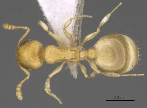 Temnothorax subtilis specimen CASENT0914635 image casent0914635_1