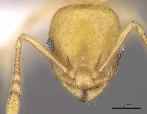 Temnothorax subtilis specimen CASENT0914635 image casent0914635_2