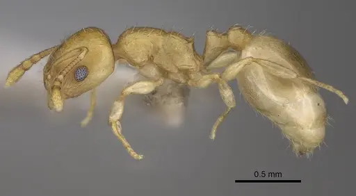 Temnothorax subtilis specimen CASENT0914635 image casent0914635_3