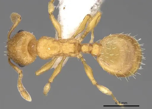 Temnothorax subtilis specimen CASENT0914687 image casent0914687_1