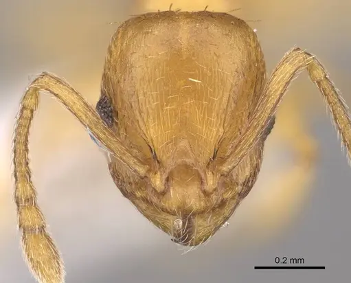 Temnothorax subtilis specimen CASENT0914687 image casent0914687_2