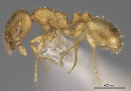 Temnothorax subtilis specimen CASENT0914687 image casent0914687_3
