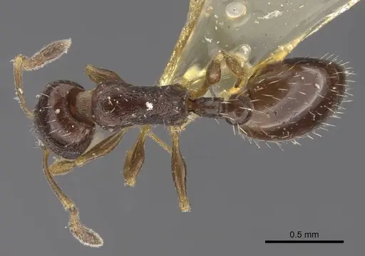 Temnothorax susamyri specimen CASENT0917448 image casent0917448_1