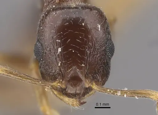 Temnothorax susamyri specimen CASENT0917448 image casent0917448_2