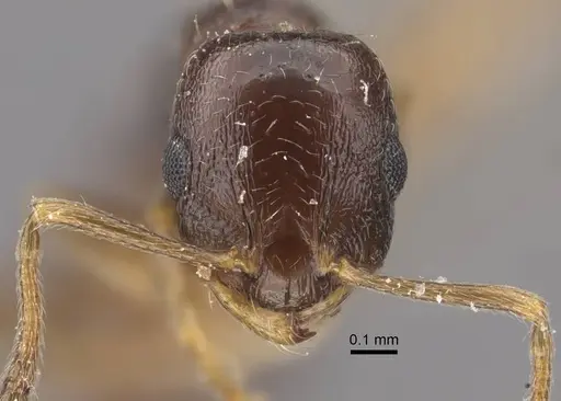 Temnothorax susamyri specimen CASENT0917448 image casent0917448_3