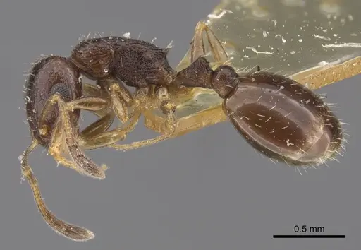 Temnothorax susamyri specimen CASENT0917448 image casent0917448_4
