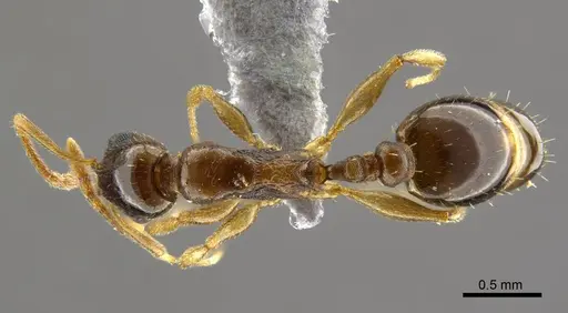 Temnothorax tamriensis specimen CASENT0790328 image casent0790328_1