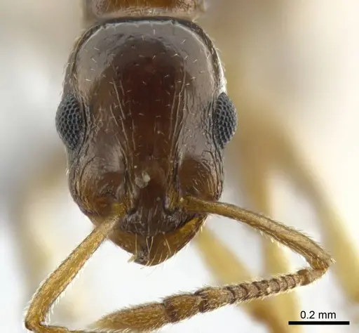 Temnothorax tamriensis specimen CASENT0790328 image casent0790328_2