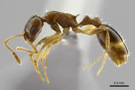 Temnothorax tamriensis specimen CASENT0790328 image casent0790328_3