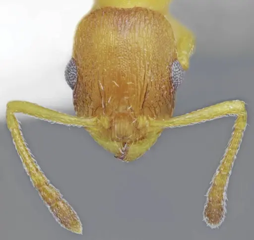 Temnothorax tembotovi specimen ANTWEB1008962 image antweb1008962_3