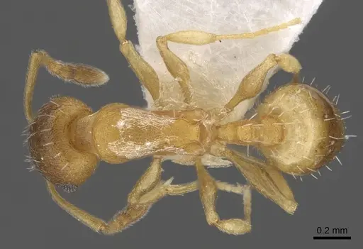 Temnothorax tembotovi specimen CASENT0917437 image casent0917437_1