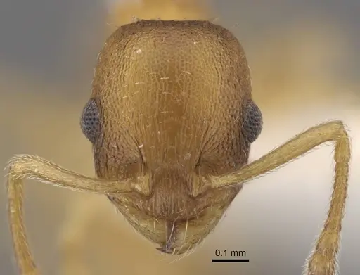 Temnothorax tembotovi specimen CASENT0917437 image casent0917437_2