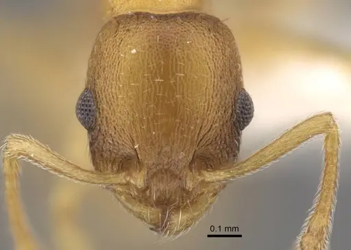 Temnothorax tembotovi specimen CASENT0917437 image casent0917437_3