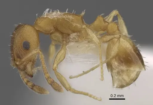 Temnothorax tembotovi specimen CASENT0917437 image casent0917437_4
