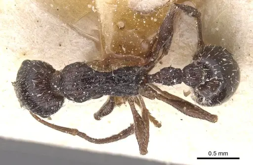 Temnothorax tenuispinus specimen CASENT0912912 image casent0912912_1
