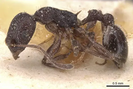 Temnothorax tenuispinus specimen CASENT0912912 image casent0912912_3