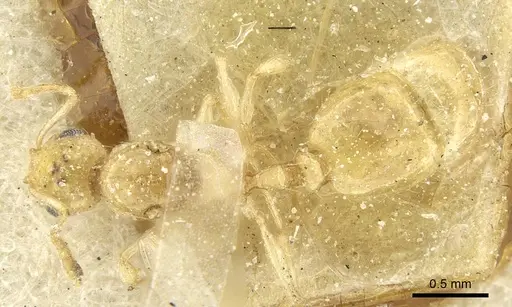 Temnothorax tenuispinus specimen CASENT0913006 image casent0913006_1