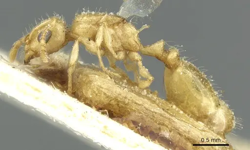 Temnothorax tenuispinus specimen CASENT0913006 image casent0913006_3